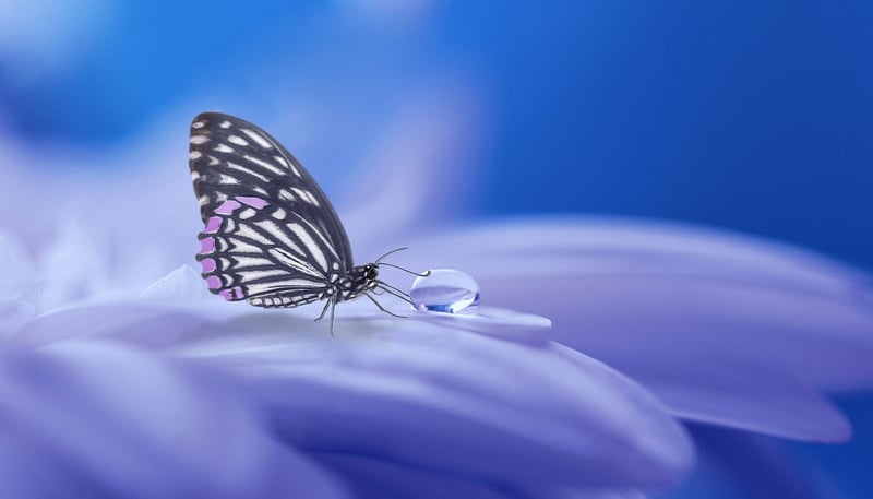 Fairy